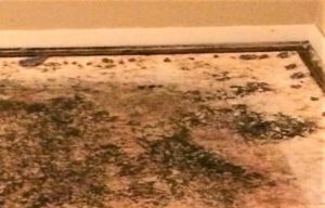 can mold grow in hot water heater