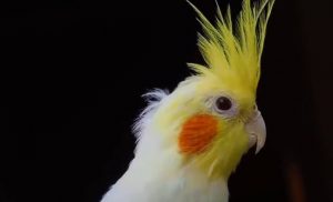 are heaters safe for birds